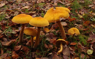 2023 – 48 De Goudhoed