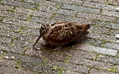 2023 – 47 De Houtsnip