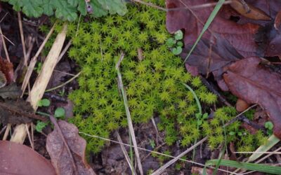 2023 – 52 Het groot duinsterretje