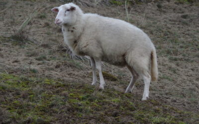 2023 – 51 Het Kempische heideschaap