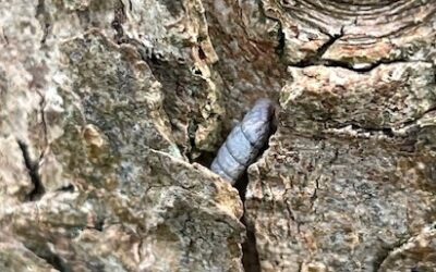 2023 – 49 De Vale Clausilia