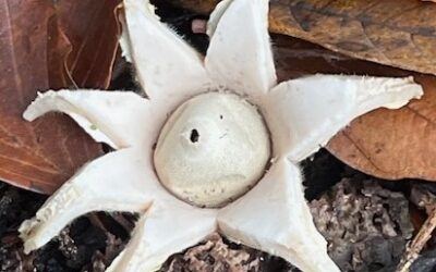 2023 – 50 De slanke aardster