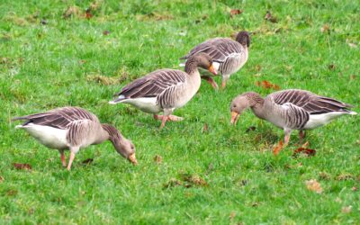 2024 – 2 De grauwe gans