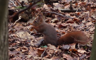 2024 – 1 De rode eekhoorn