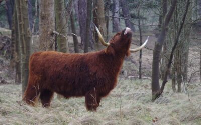 2024 – 5 De Schotse hooglander