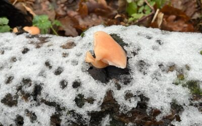 2024 – 3 De zalmzwam