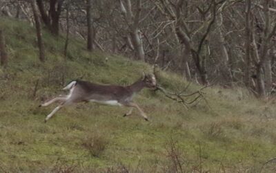 2024 – 9 Het damhert