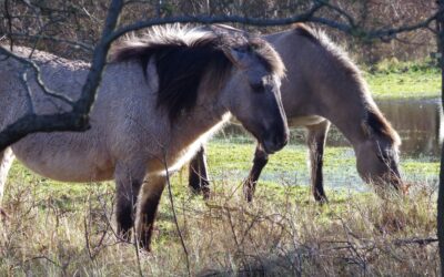 2024 – 6 Het Konikpaard