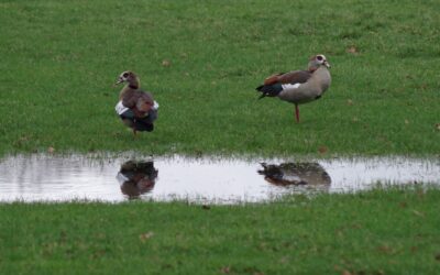 2024 – 8 De Nijlgans