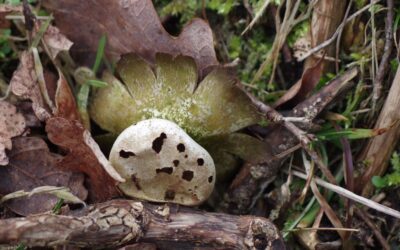 2024 – 7 De Peperbus