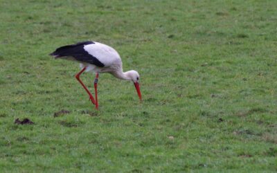 2024 – 11 De ooievaar