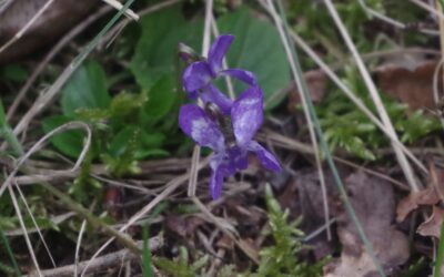 2024 – 13 Ruig viooltje