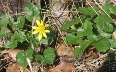 2024 – 12 Speenkruid