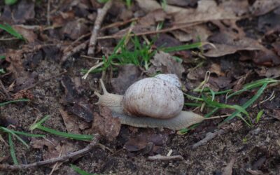 2024 – 10 De wijngaardslak