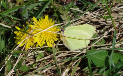 2024 – 15 De citroenvlinder