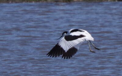 2024 – 17 De kluut