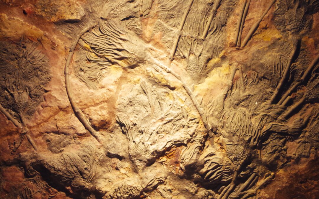 Bijzondere schenking