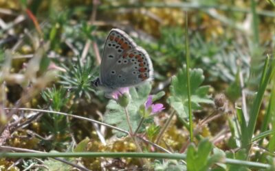 2024 – 22 Bruin blauwtje