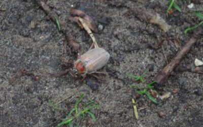 2024 – 20 De meikever