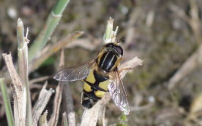 2024 – 25 De citroenpendelvlieg