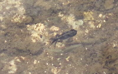 2024 – 23 De rugstreeppad