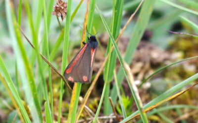 2024 – 24 De Sint-jacobsvlinder