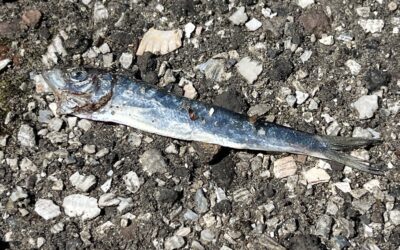 2024 – 26 De sprot