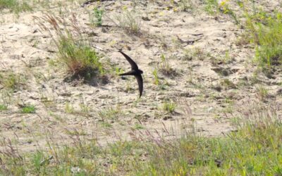 2024 – 29 De gierzwaluw