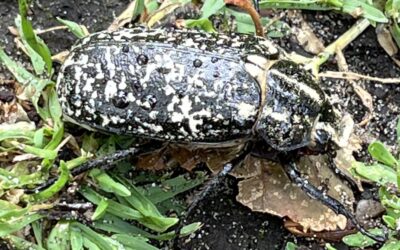 2024 – 28 De julikever