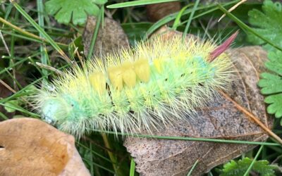 2024 – 31 De meriansborstel