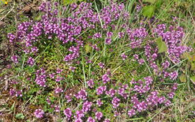 2024 – 30 Grote tijm