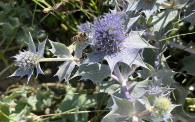 2024 – 34 De blauwe zeedistel