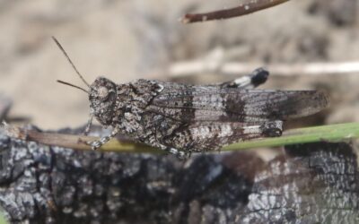 2024 – 35 De blauwvleugelsprinkhaan