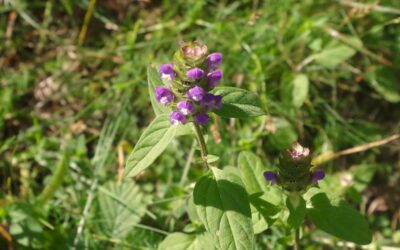 2024 – 33 Gewone brunel