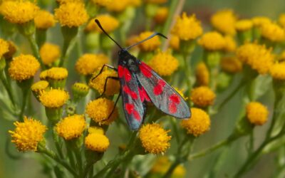 2024 – 32 De Sint-Jansvlinder