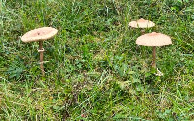 2024 – 40 De grote parasolzwam