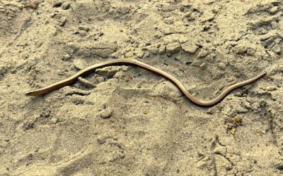 2024 – 37 De hazelworm