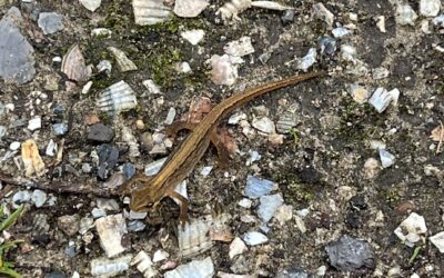 2024 – 36 De kleine watersalamander