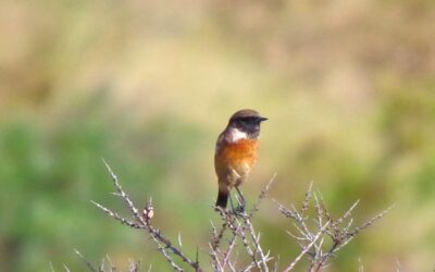 2024 – 38 De roodborsttapuit