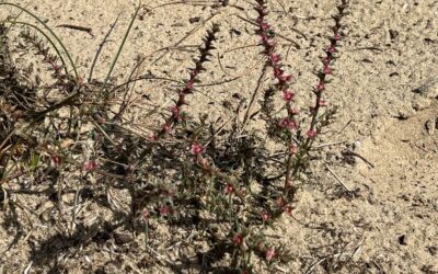 2024 – 39 Stekend loogkruid