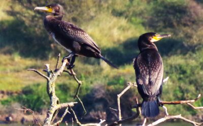 2024 – 42 De aalscholver