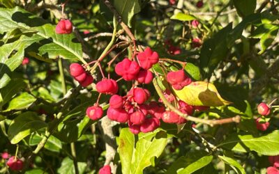 2024 – 43 De kardinaalsmuts