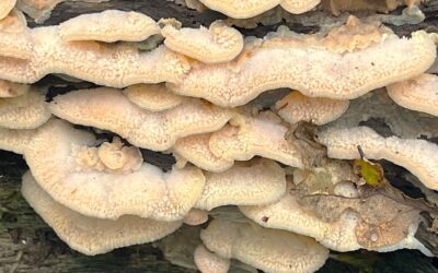 2024 – 44 De spekzwoerdzwam