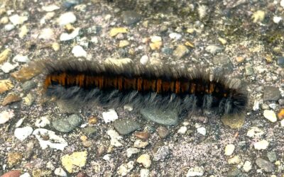 2024 – 41 De veelvraat