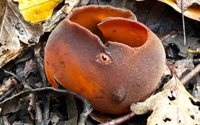 2024 – 46 De bruine bekerzwam