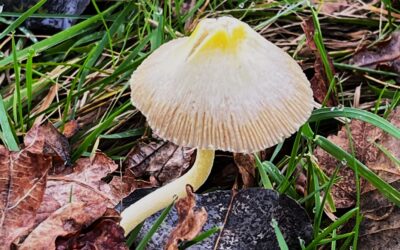 2024 – 45 De dooiergele mestzwam