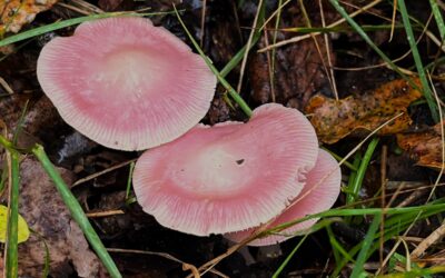 2024 – 48 Het heksenschermpje