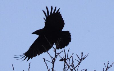 2024 – 47 De zwarte kraai