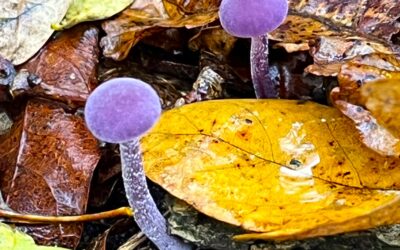 2024 – 49 De amethistzwam