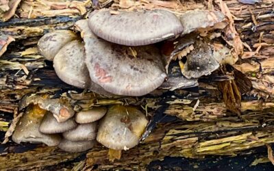 2024 – 52 De groene schelpzwam